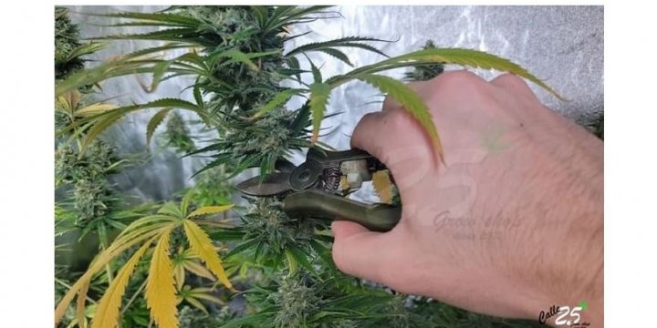 When to cut cannabis plants?