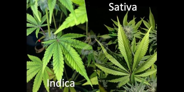 DIFFERENCES INDICA AND SATIVA
