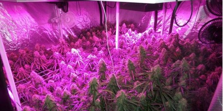 Advantages and disadvantages of growing with LED systems.