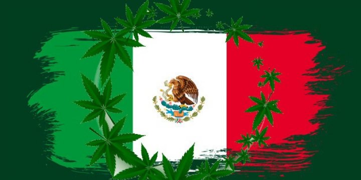 First step towards the legalization of marijuana in Mexico