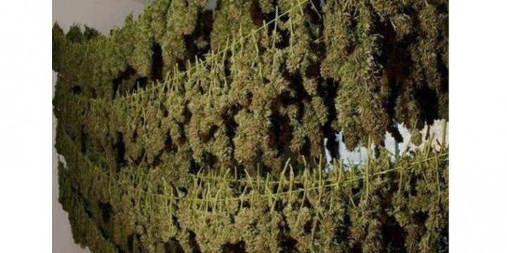 How to dry marijuana buds?